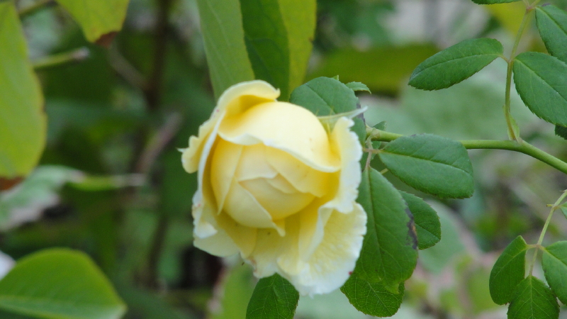 img0018.jpg