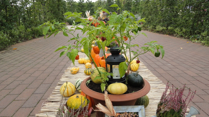 img0050.jpg