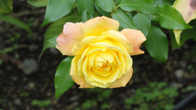 img0055.jpg