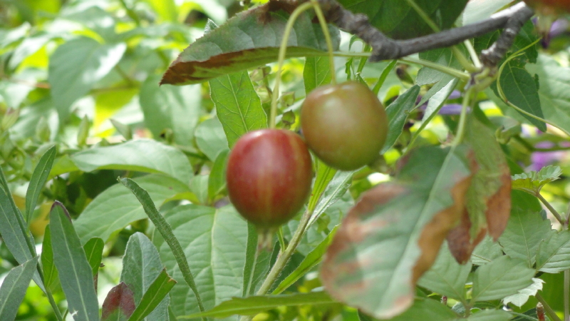 img0063.jpg