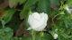 img0017.jpg