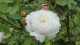 img0021.jpg
