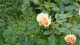 img0025.jpg