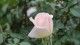 img0036.jpg