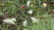 img0042.jpg