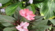img0060.jpg
