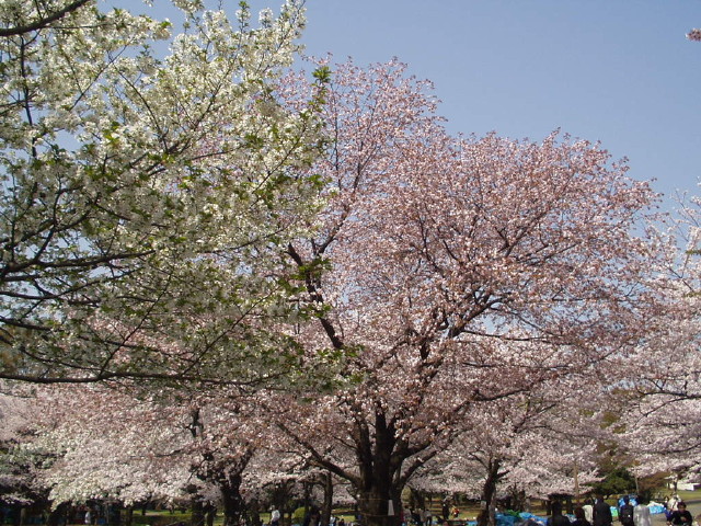 img0004.jpg