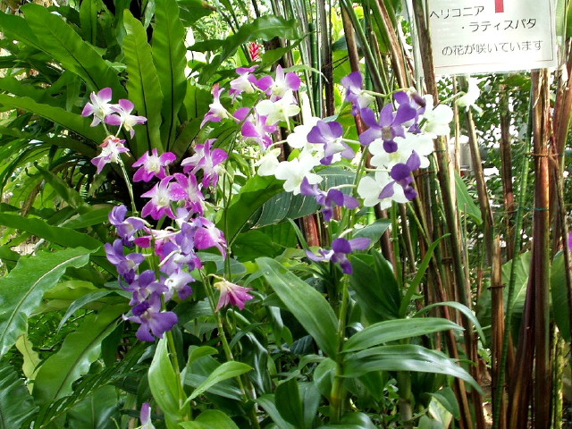 img0010.jpg