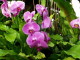 img0008.jpg