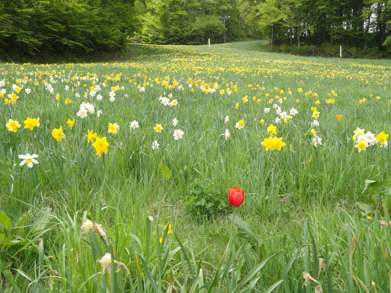 img0009.jpg
