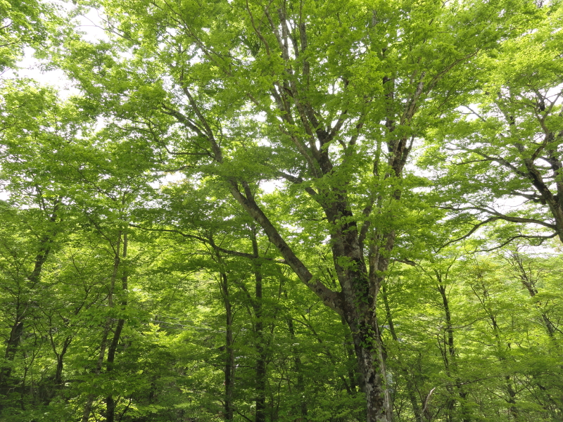 img0038.jpg