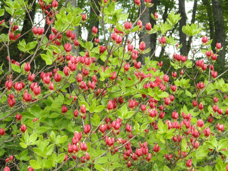 img0042.jpg