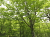 img0038.jpg