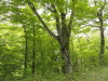 img0039.jpg