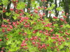 img0042.jpg