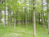 img0051.jpg