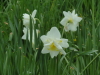 img0052.jpg
