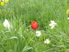 img0060.jpg