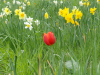 img0061.jpg