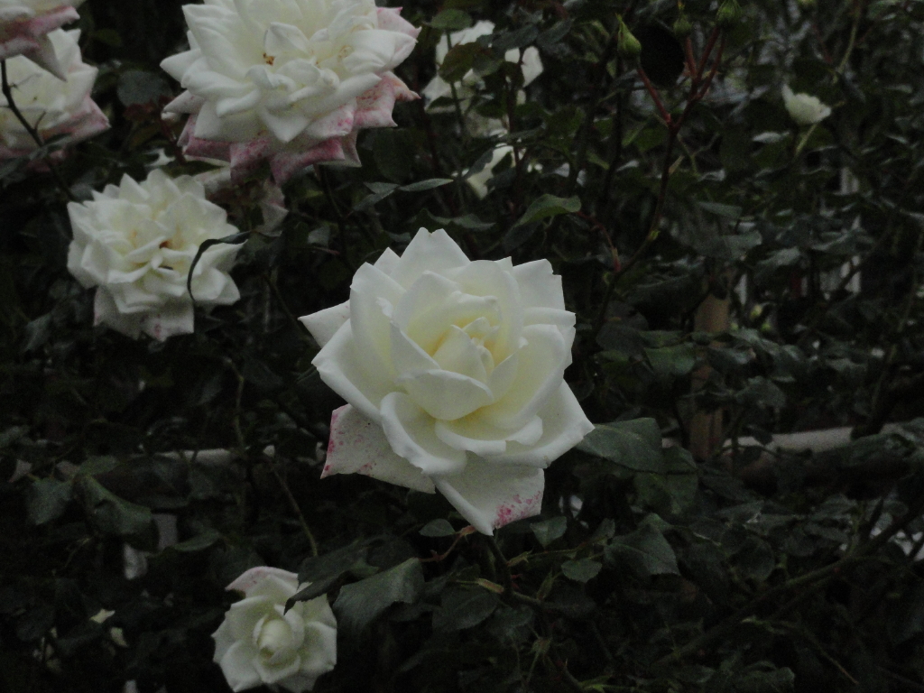 img0003.jpg