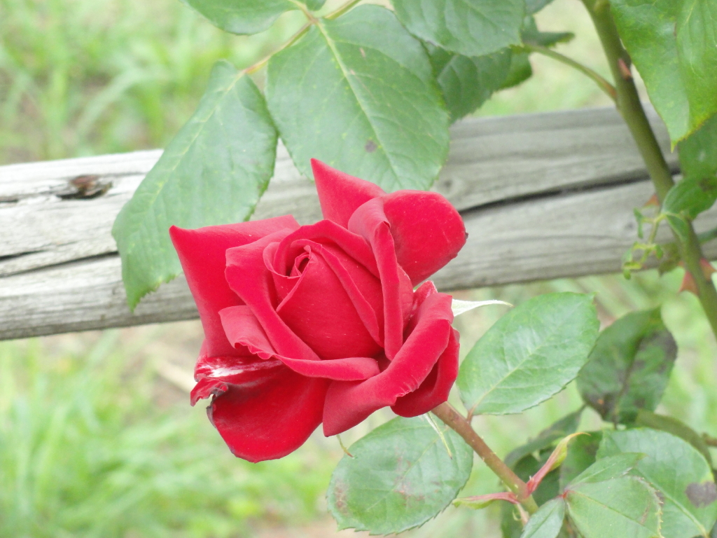 img0006.jpg