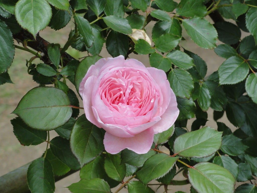 img0024.jpg