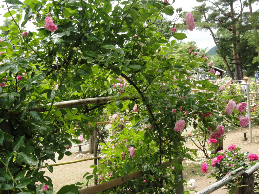 img0037.jpg