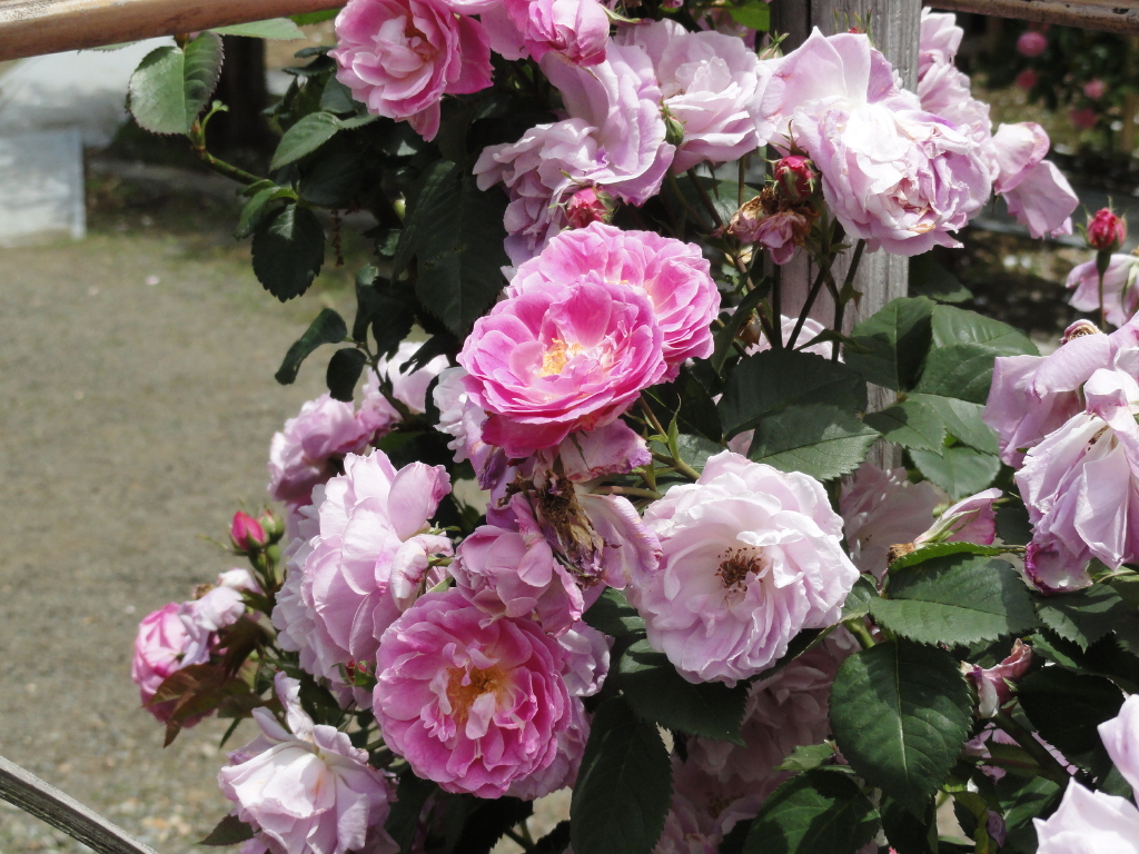 img0045.jpg