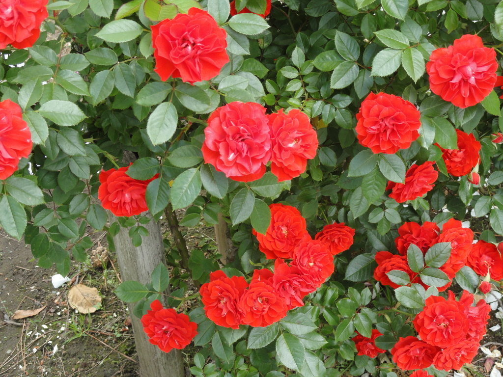 img0059.jpg