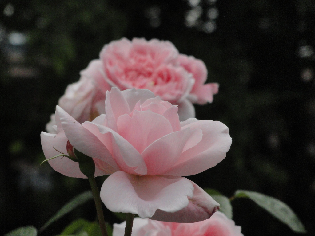 img0061.jpg