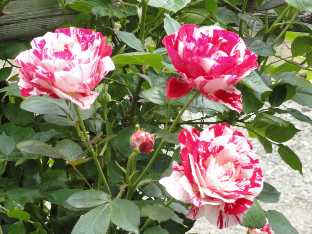 img0088.jpg
