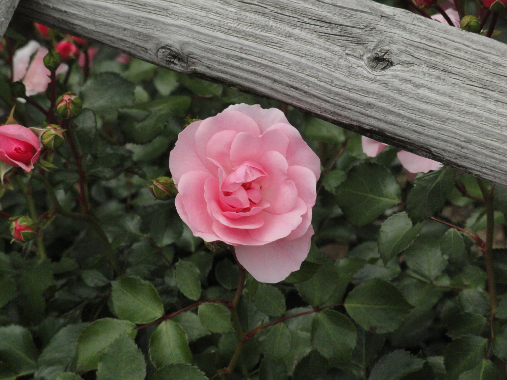 img0089.jpg