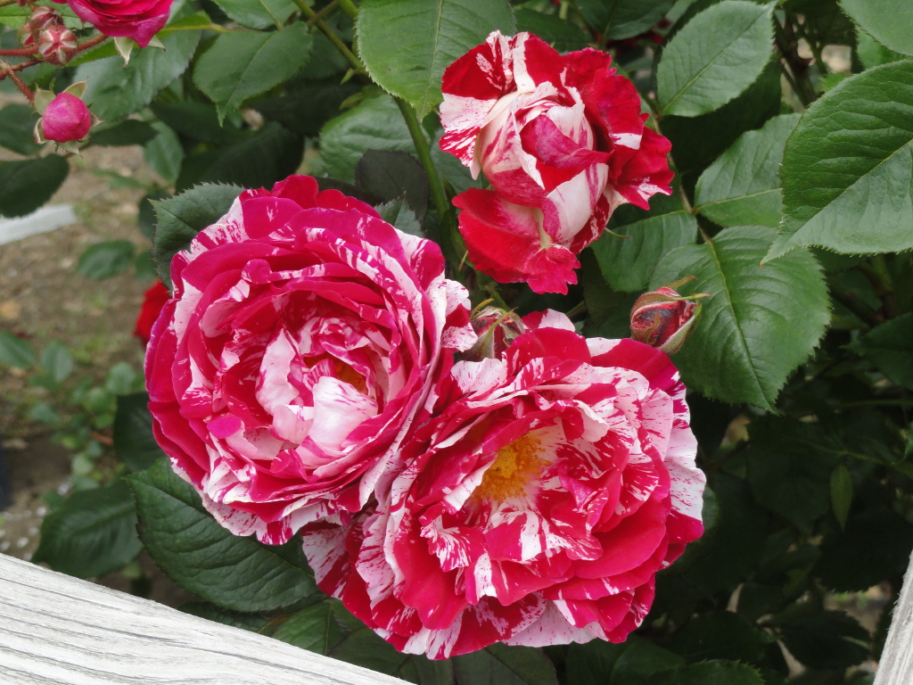 img0094.jpg