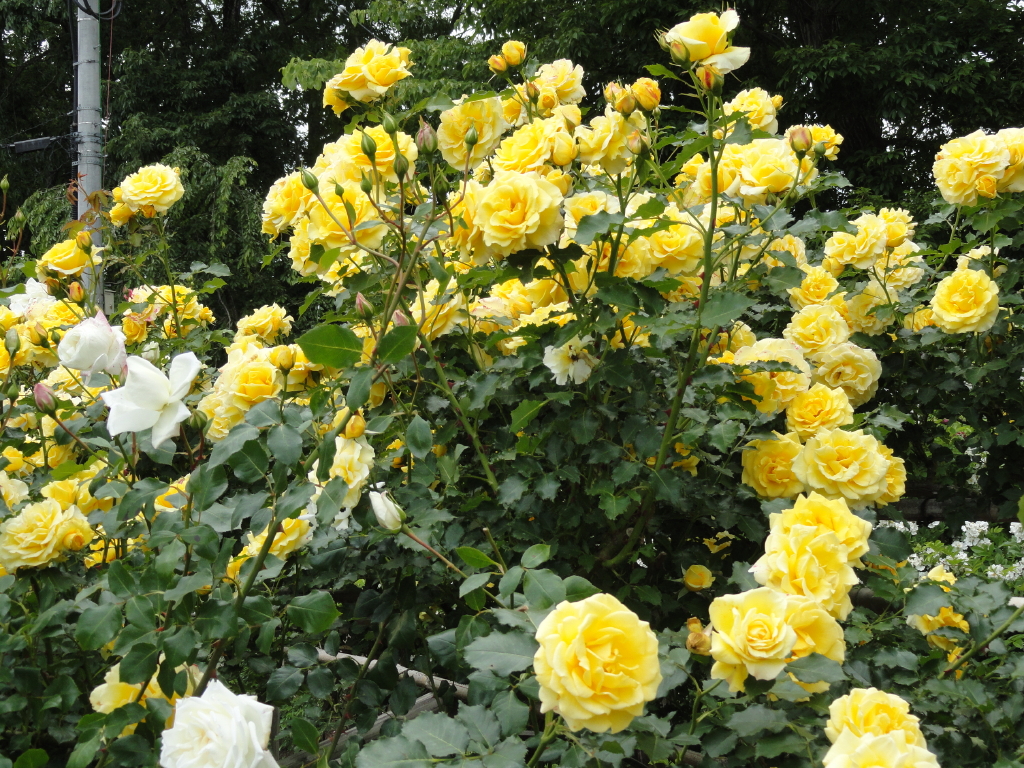 img0095.jpg