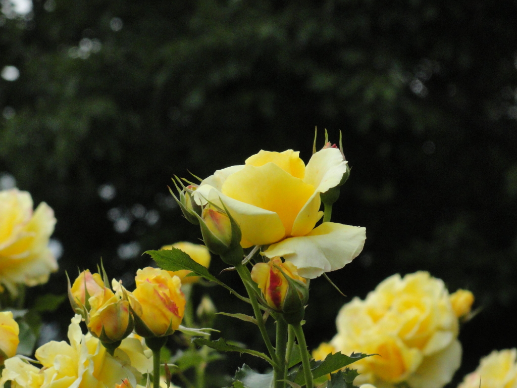 img0096.jpg