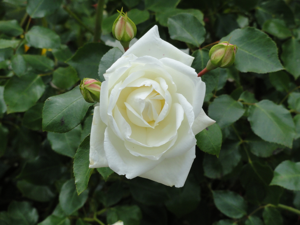 img0100.jpg