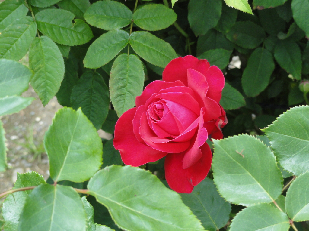 img0103.jpg