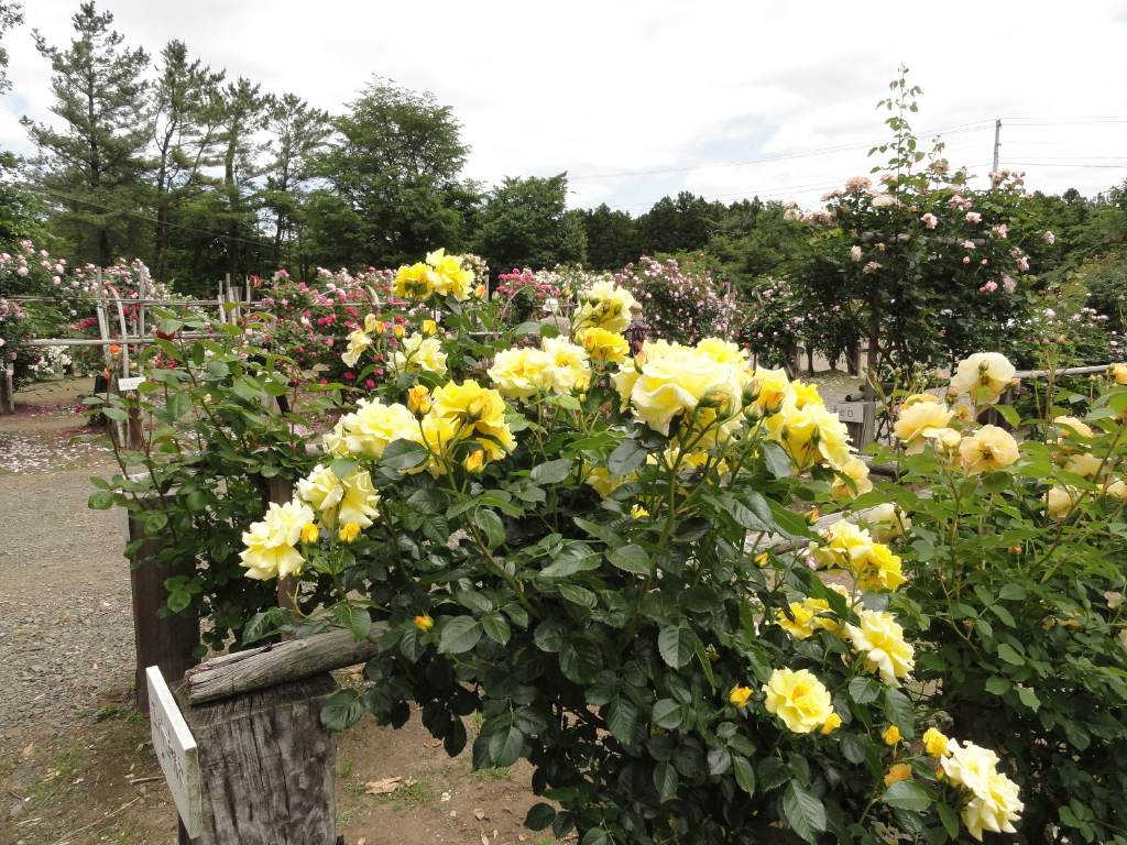 img0108.jpg
