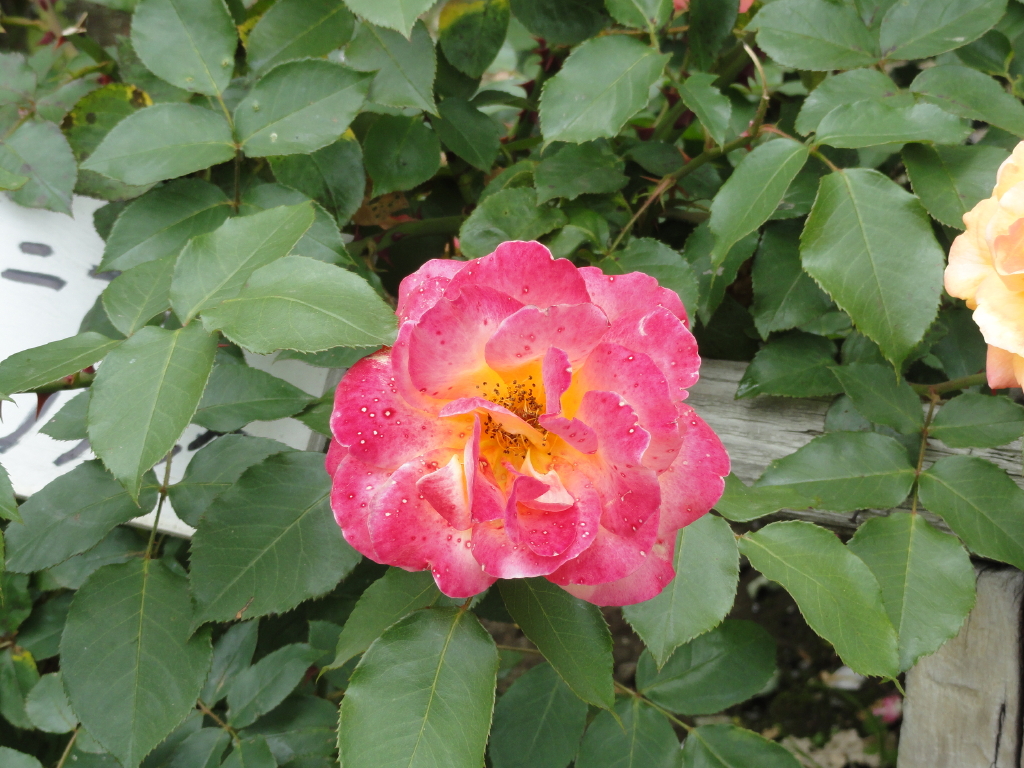 img0113.jpg