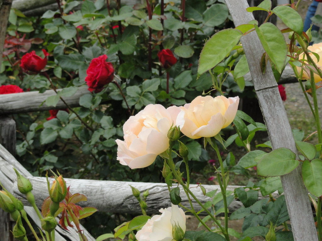 img0114.jpg