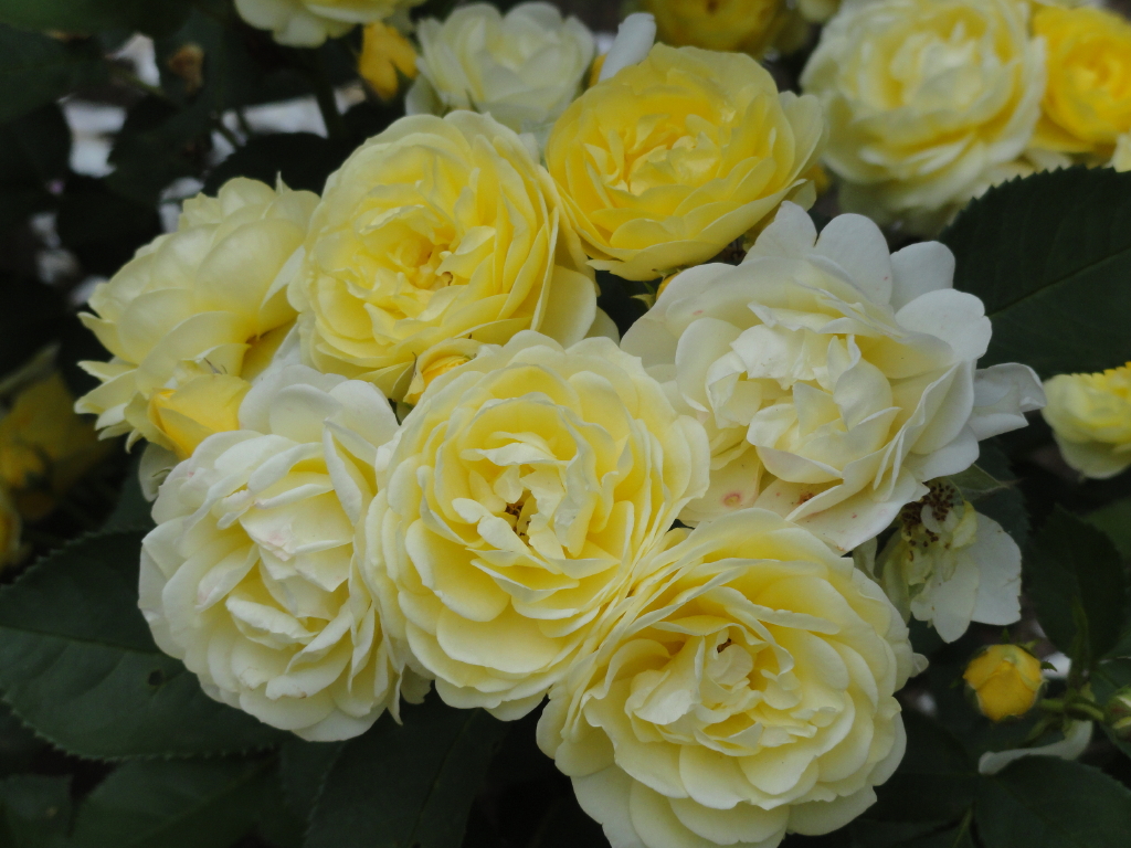 img0140.jpg