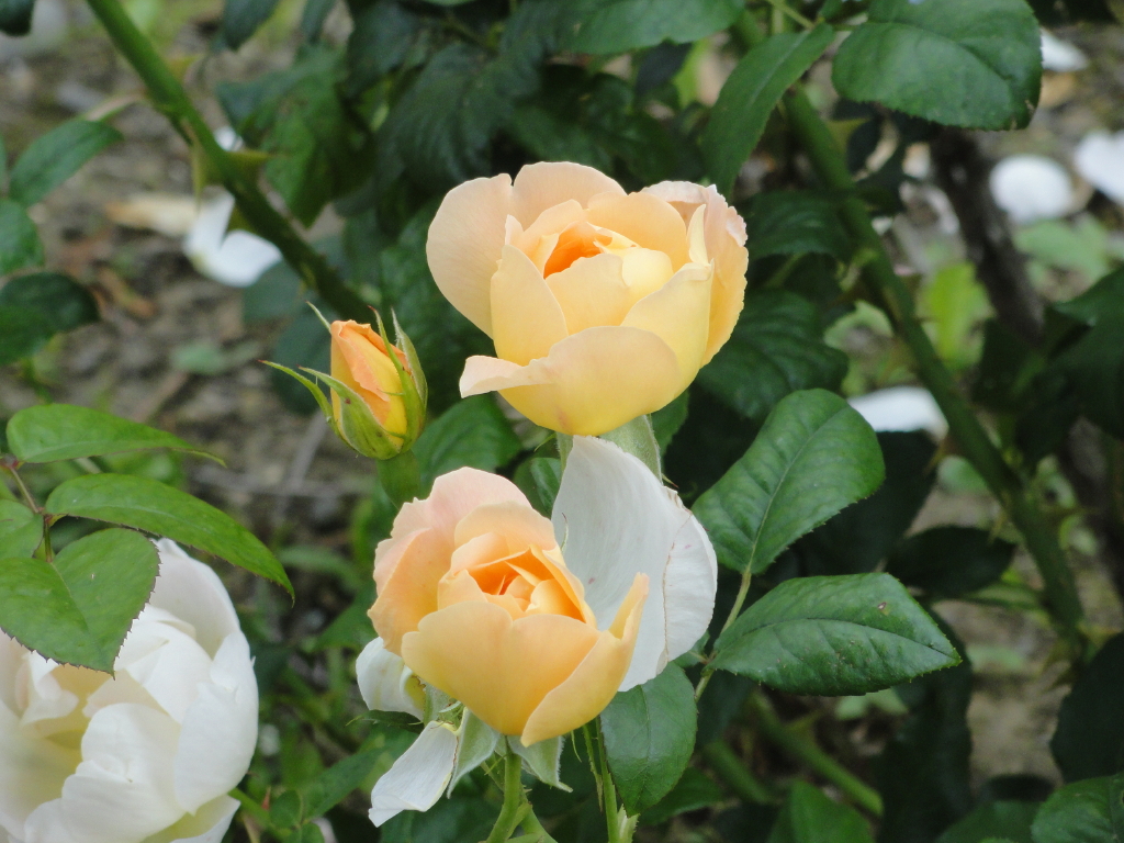 img0148.jpg