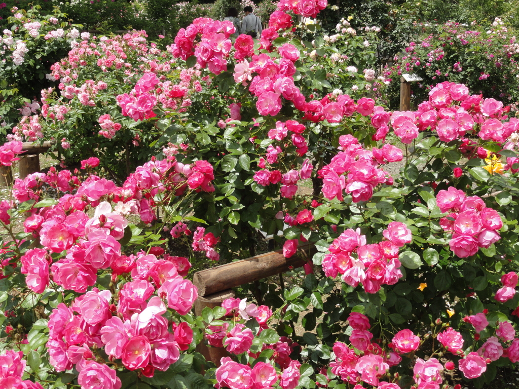 img0151.jpg