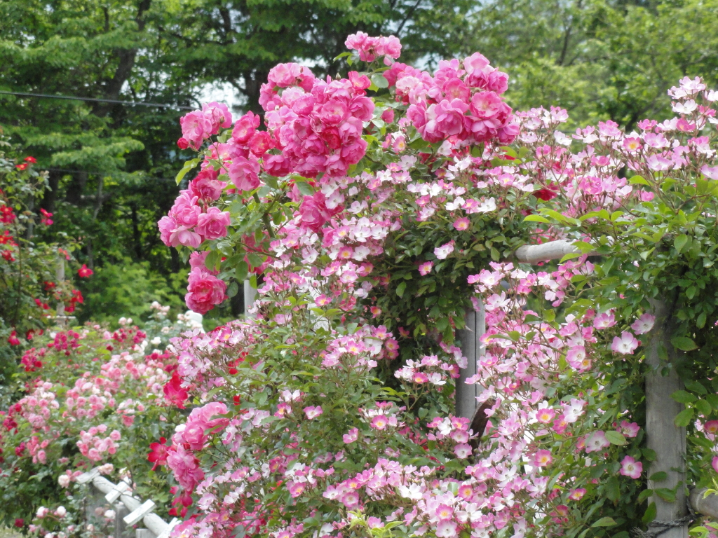 img0170.jpg