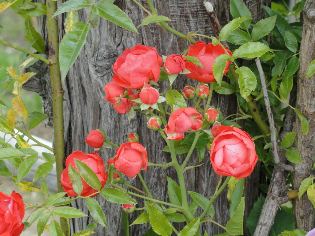 img0177.jpg