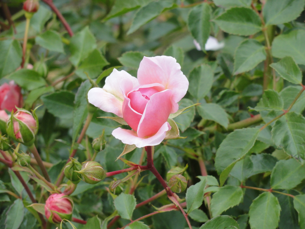 img0178.jpg