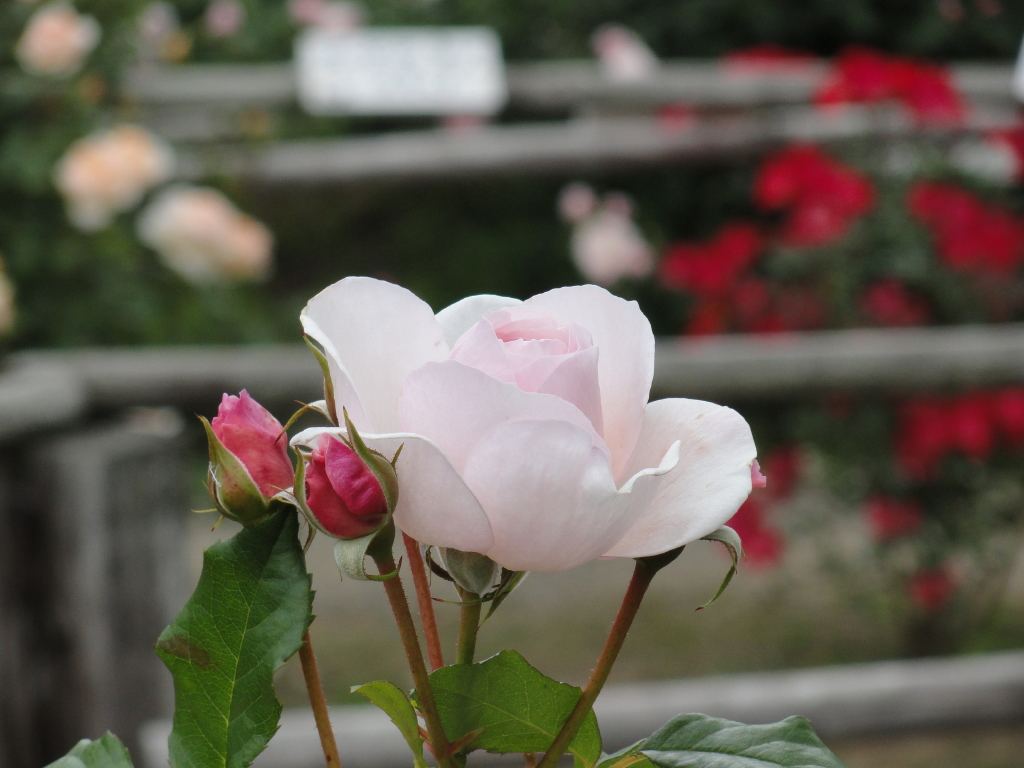 img0180.jpg