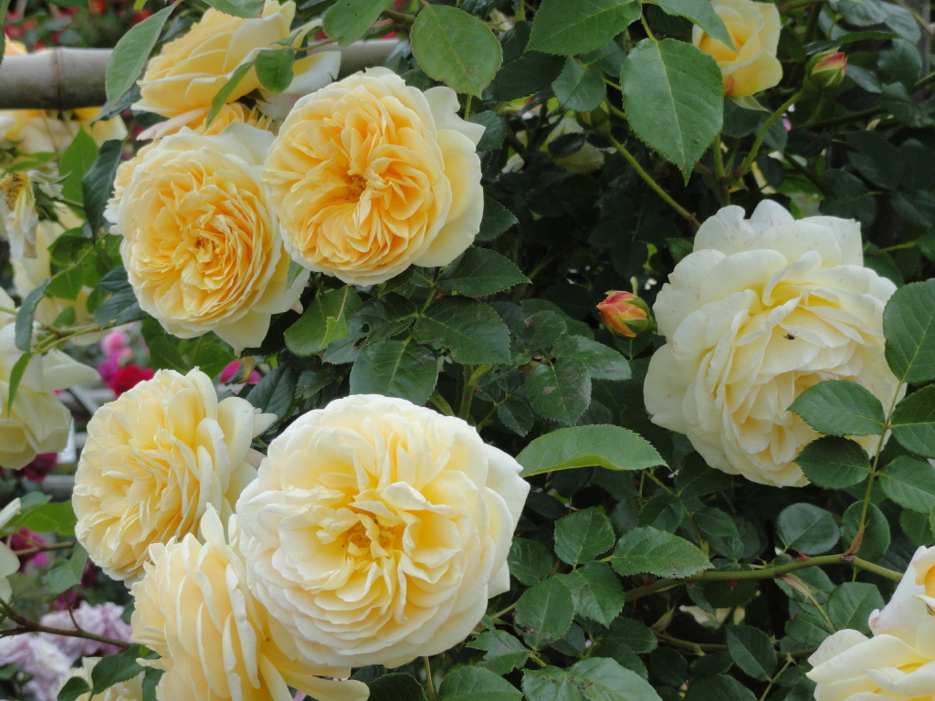 img0185.jpg