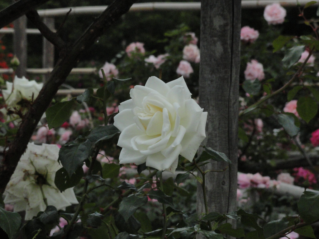 img0190.jpg