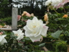 img0002.jpg
